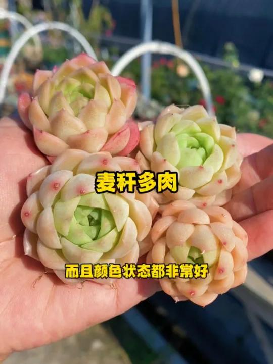 麦秆多肉
