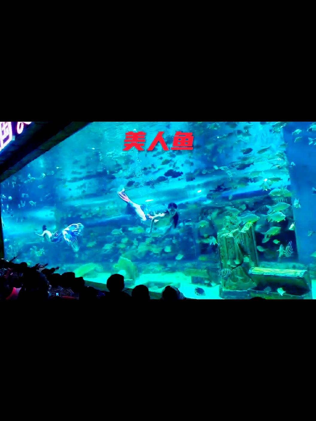 美人鱼表演 在长沙动物趣味王国里,有一个表演项目深受小朋友们的欢迎。这个项目就是美人鱼表演