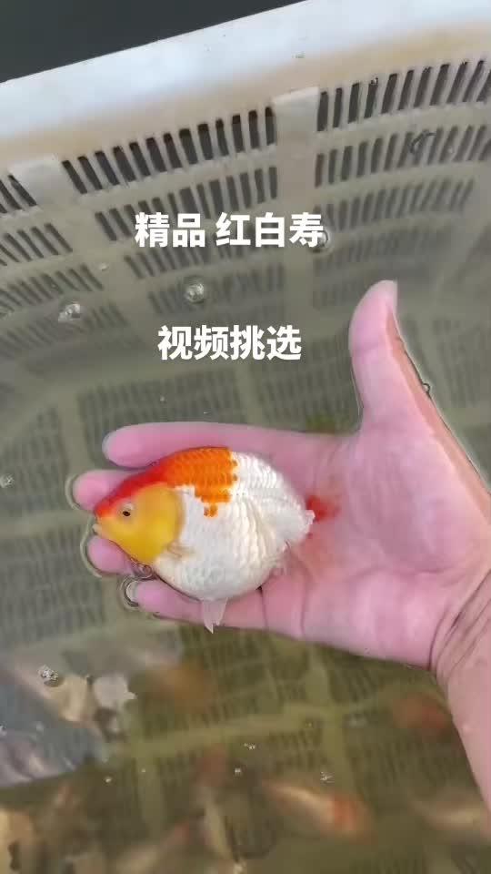 精品红白寿,视频挑选 兰寿金鱼 现场实拍 观赏鱼 养鱼日志 国粹金鱼