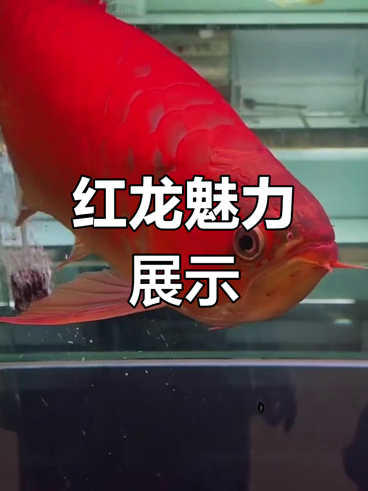 极品红龙,魅力十足!六十公分大红袍惊艳登场