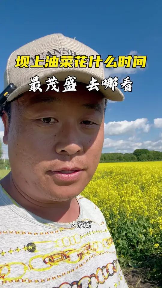 丰宁坝上草原油菜花,什么时间最茂盛,去哪里看