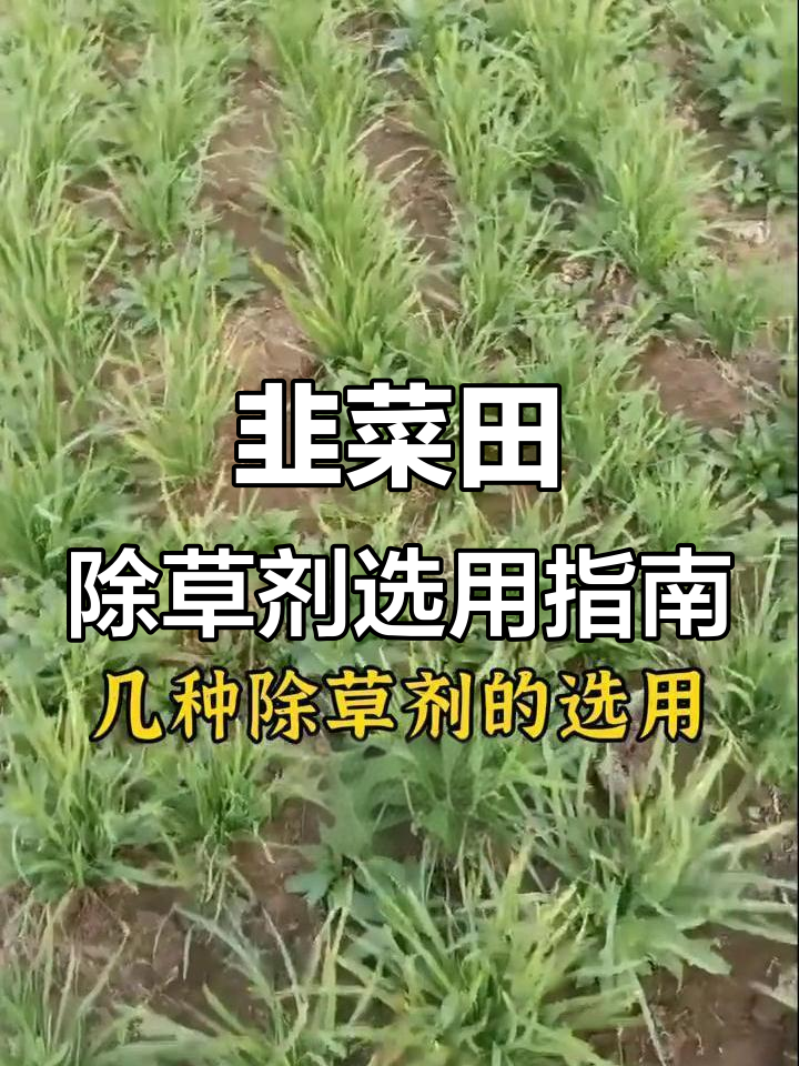 韭菜田除草剂选择技巧，如何避免药害