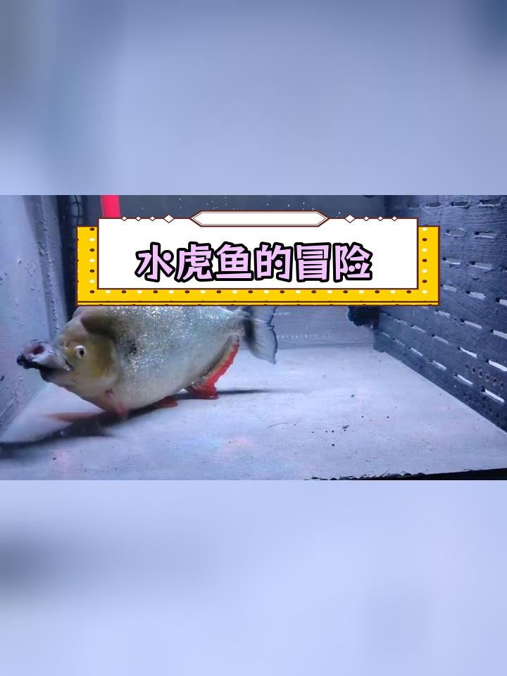 食人鱼与黑斑水虎的惊险探险