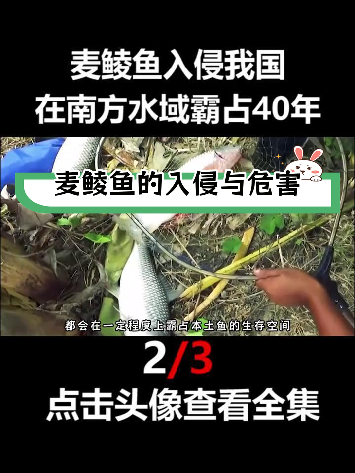 麦鲮鱼如何霸占南方水域,破坏生态平衡