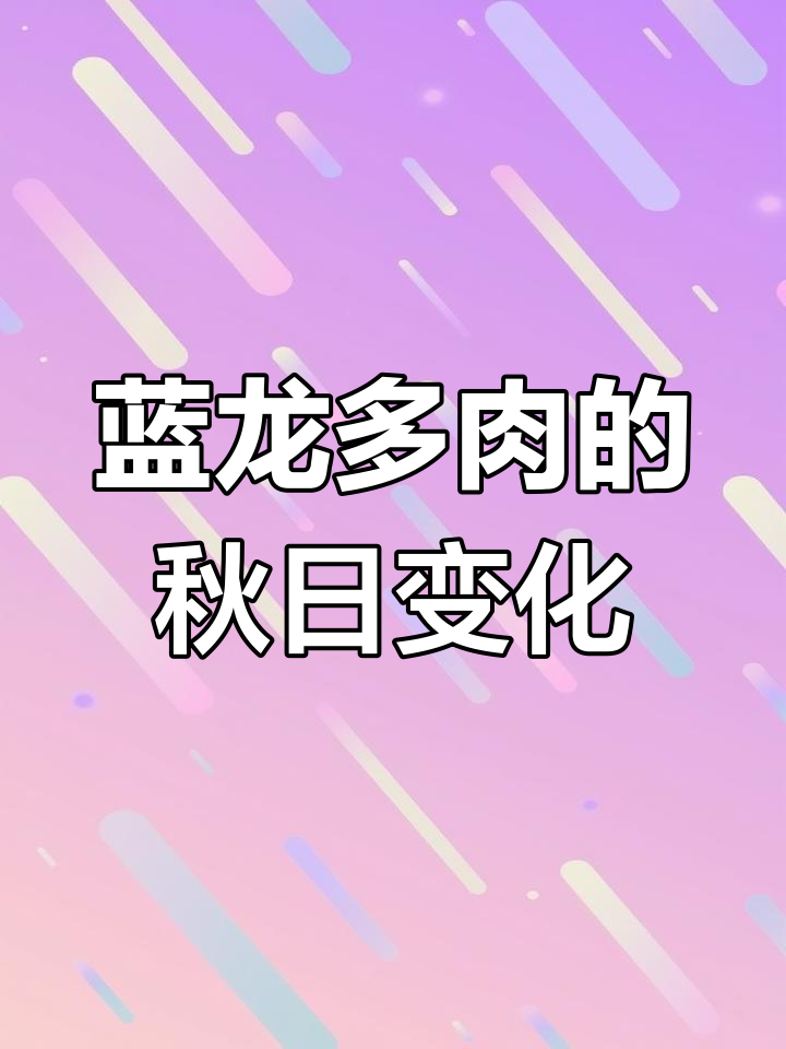 蓝龙多肉:秋冬季节的红叶之美