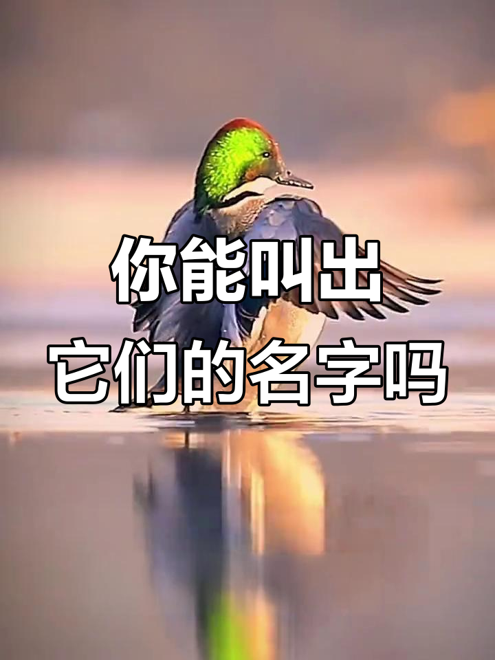 中华秋沙鸭到长尾鸭,这些会飞的鸭子你认识吗?
