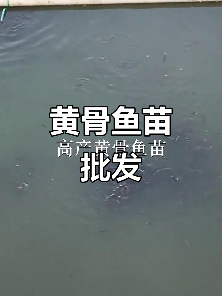 优质黄骨鱼苗,批发供应,广州、深圳多地可放生