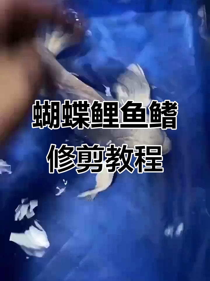 今天用视频教大家修剪蝴蝶鲤鱼鳍,让它们更健康美丽!