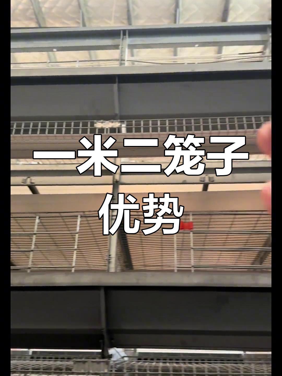 蛋鸡养殖自动化设备:一米二笼子结构解析