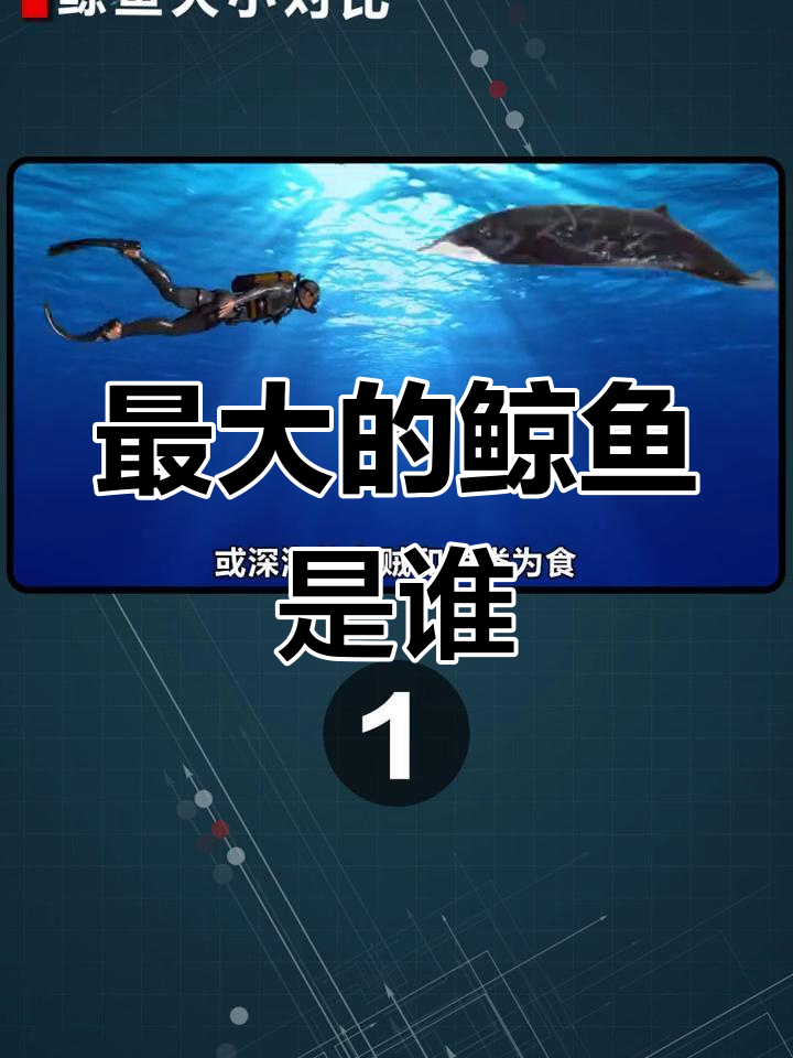 各种鲸鱼体型对比,谁最大?