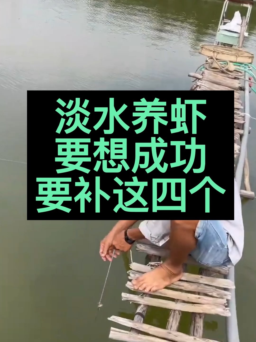 淡水养虾,要补这四个!否则很难取得成功!