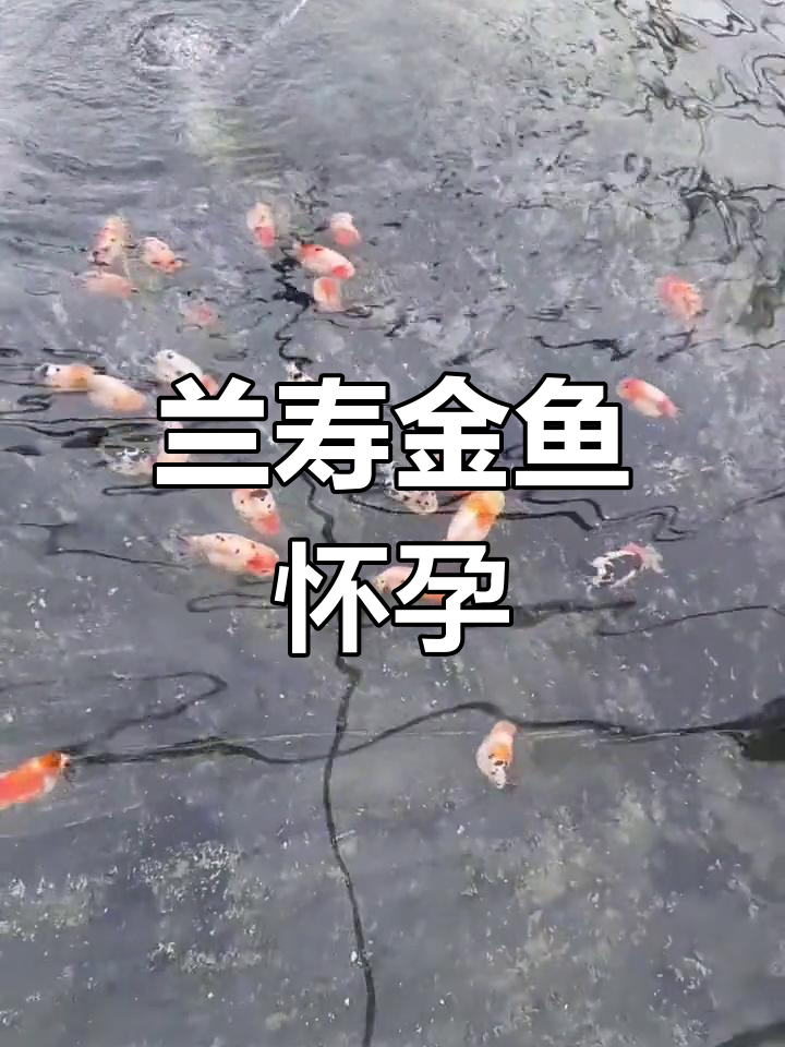 金鱼甩籽,孕育新生命