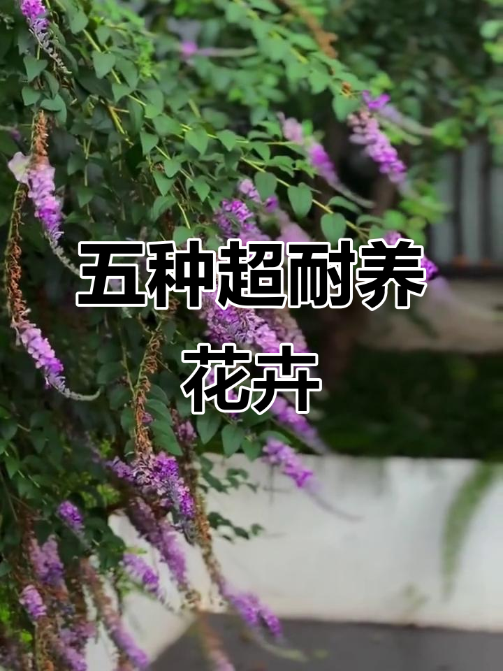 庭院五种耐寒又耐热的花,花期长达半年,轻松打造四季花园