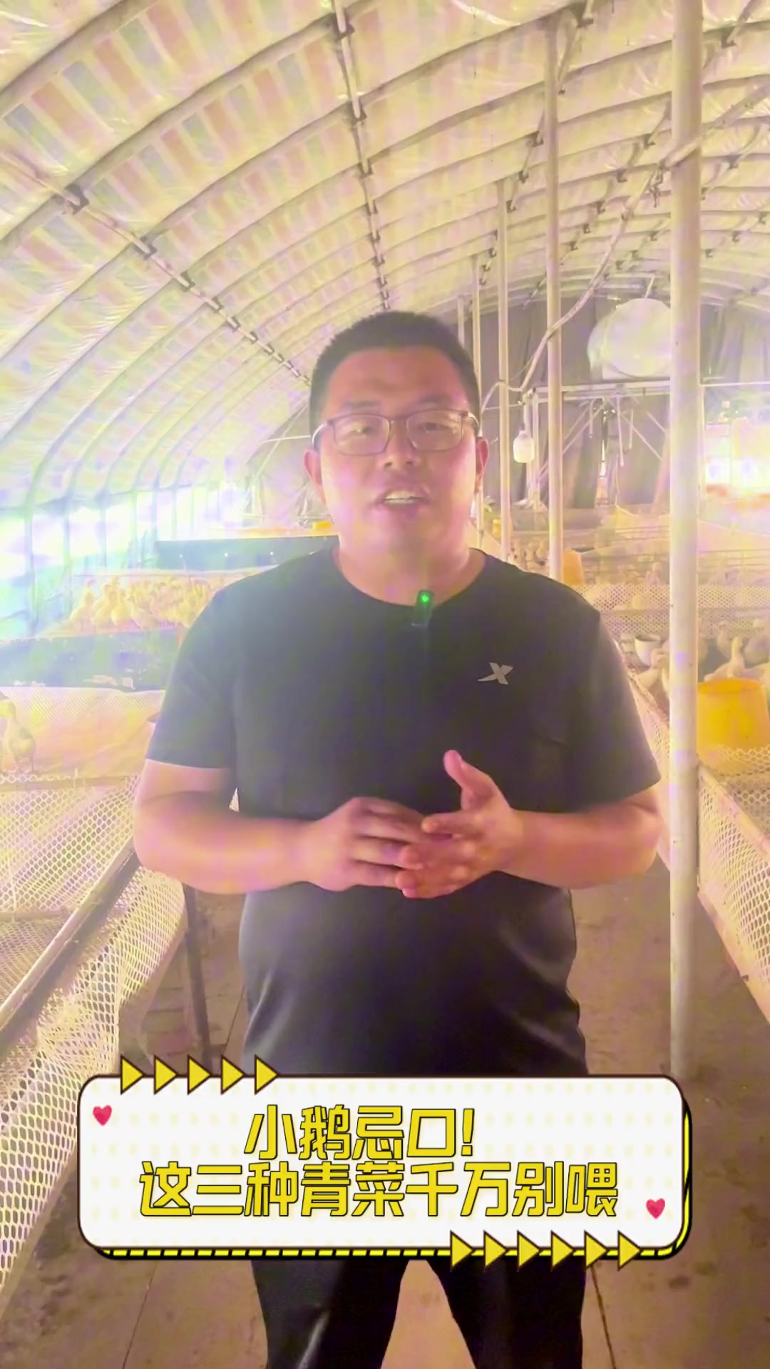 小鹅忌口!这三种青菜千万别喂