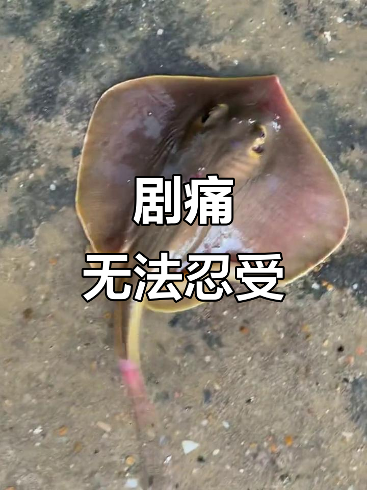 魔鬼鱼毒刺，疼痛难忍，哭也停不下来