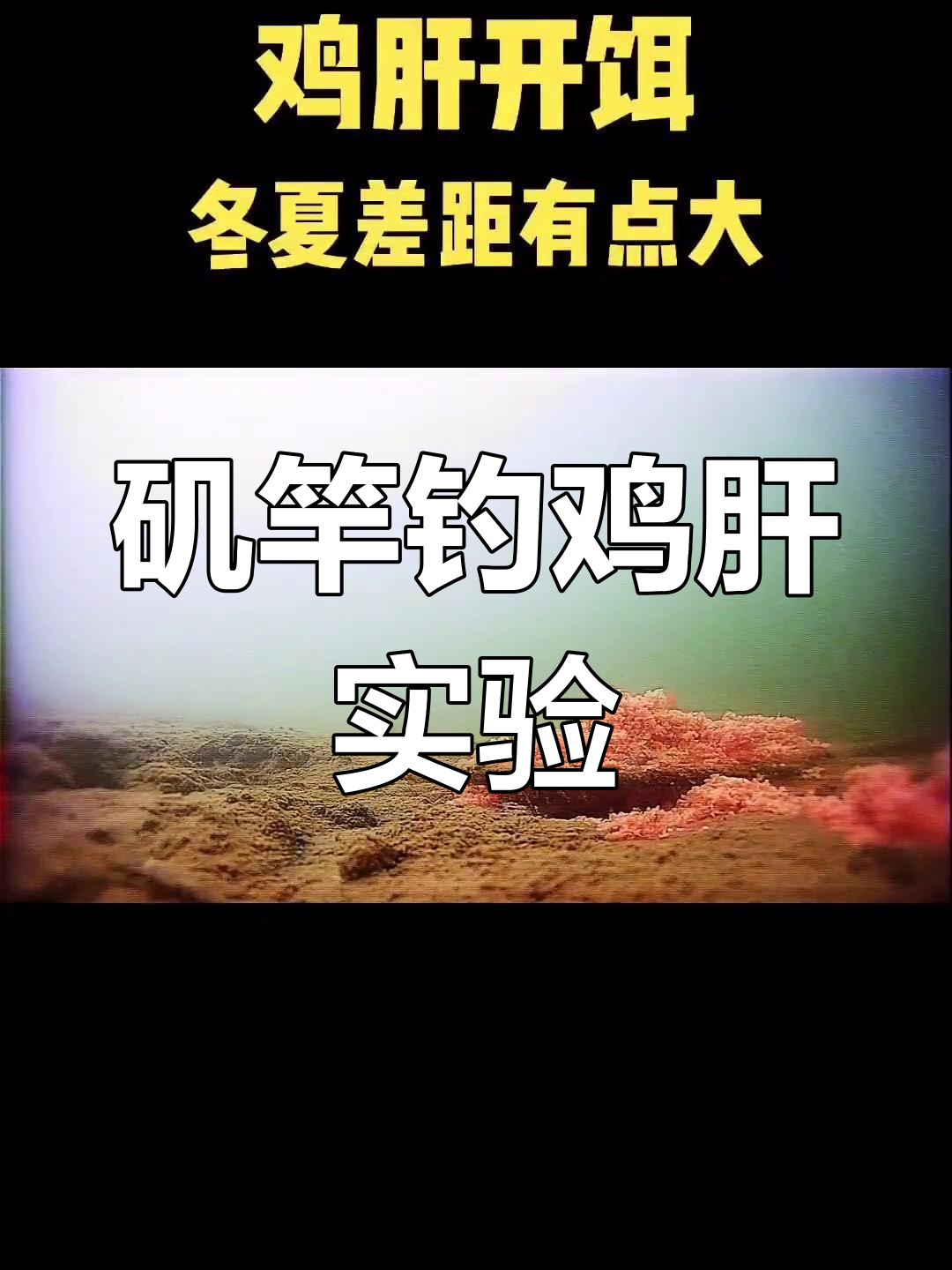 矶竿钓鱼挑战:用鸡肝诱鱼,效果如何?