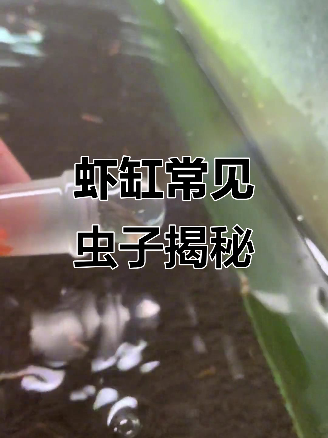 虾缸里的那些虫:从麻藻到水蝎,全解析