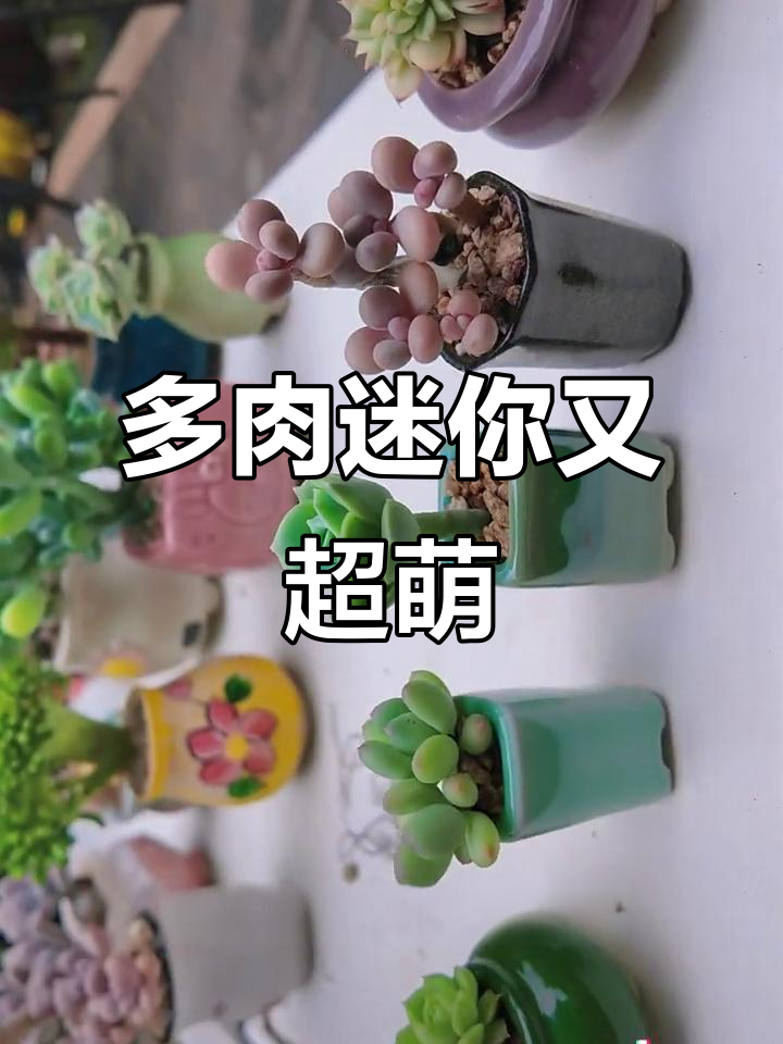 苏州多肉植物大赏：迷你可爱，老桩新宠
