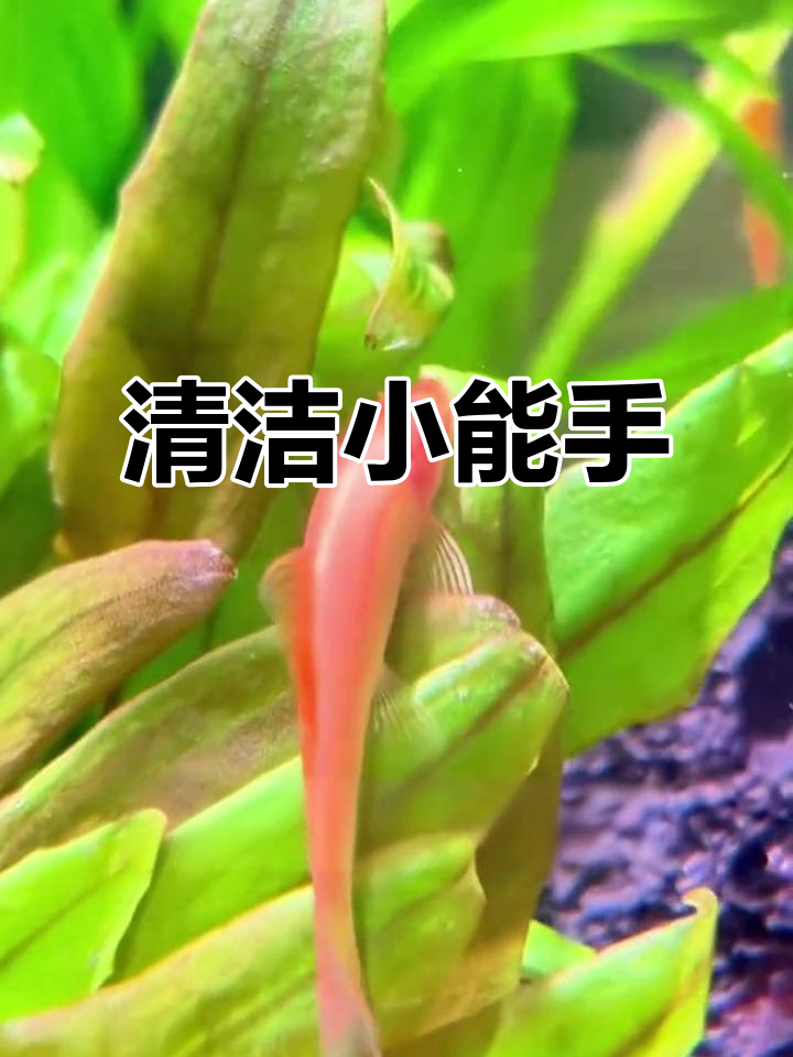 金苔鼠鱼,轻松清理藻类和残食,让养鱼更省心!