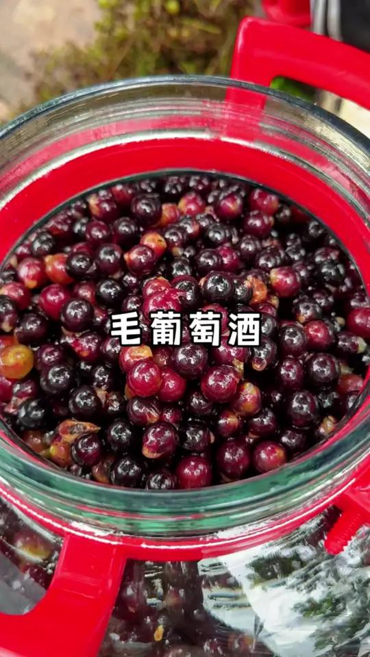 今天去村里面摘点毛葡萄回来泡葡萄酒，晚餐做个老友罗非鱼吃。