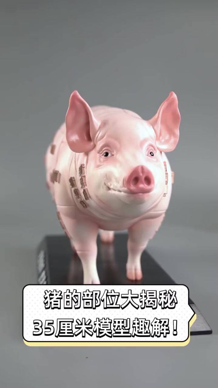 猪的部位大揭秘,35厘米模型趣解!
