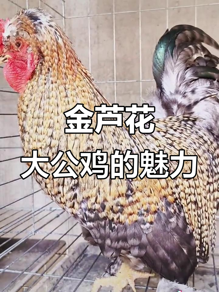 傻乎乎的金芦花大公鸡,生活里的美丽瞬间
