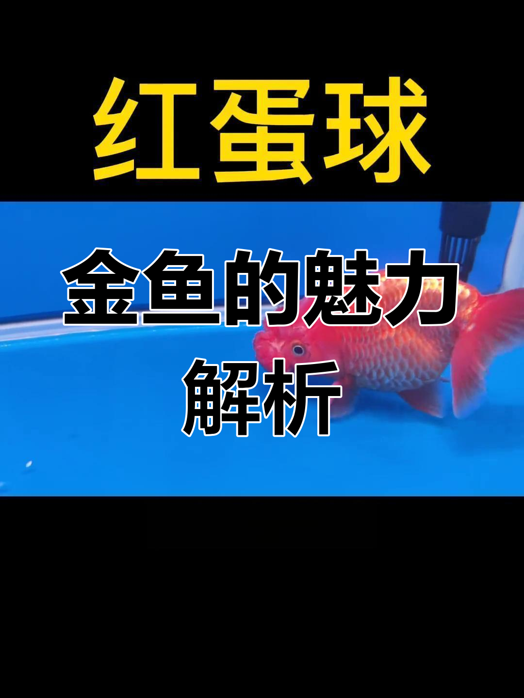 传统金鱼大揭秘:红弹球、紫雪青与霸气虎头鱼