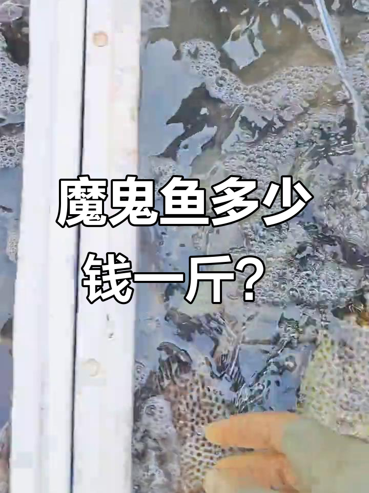 12月29日:魔鬼鱼价格波动,三毛鱼黑耳虫鱼也涨价
