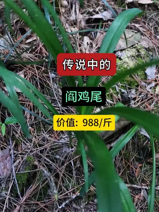 你的家乡有吗 中草药 三农 中药材 野生药材 草药