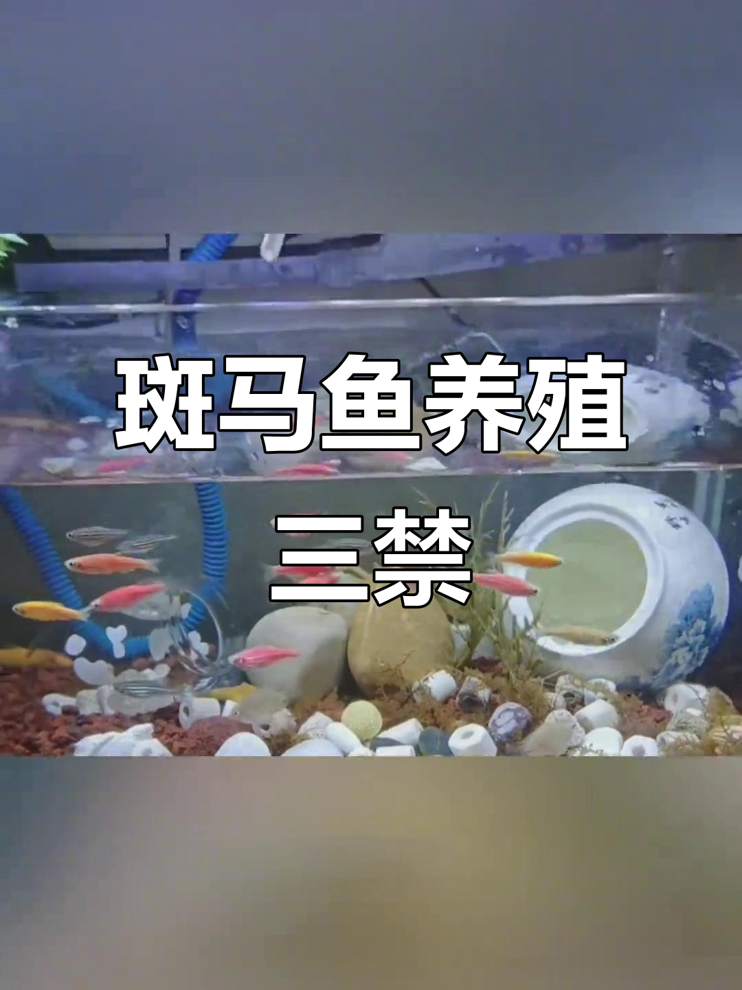 斑马鱼养殖三大禁忌,避免这些误区让它们更健康