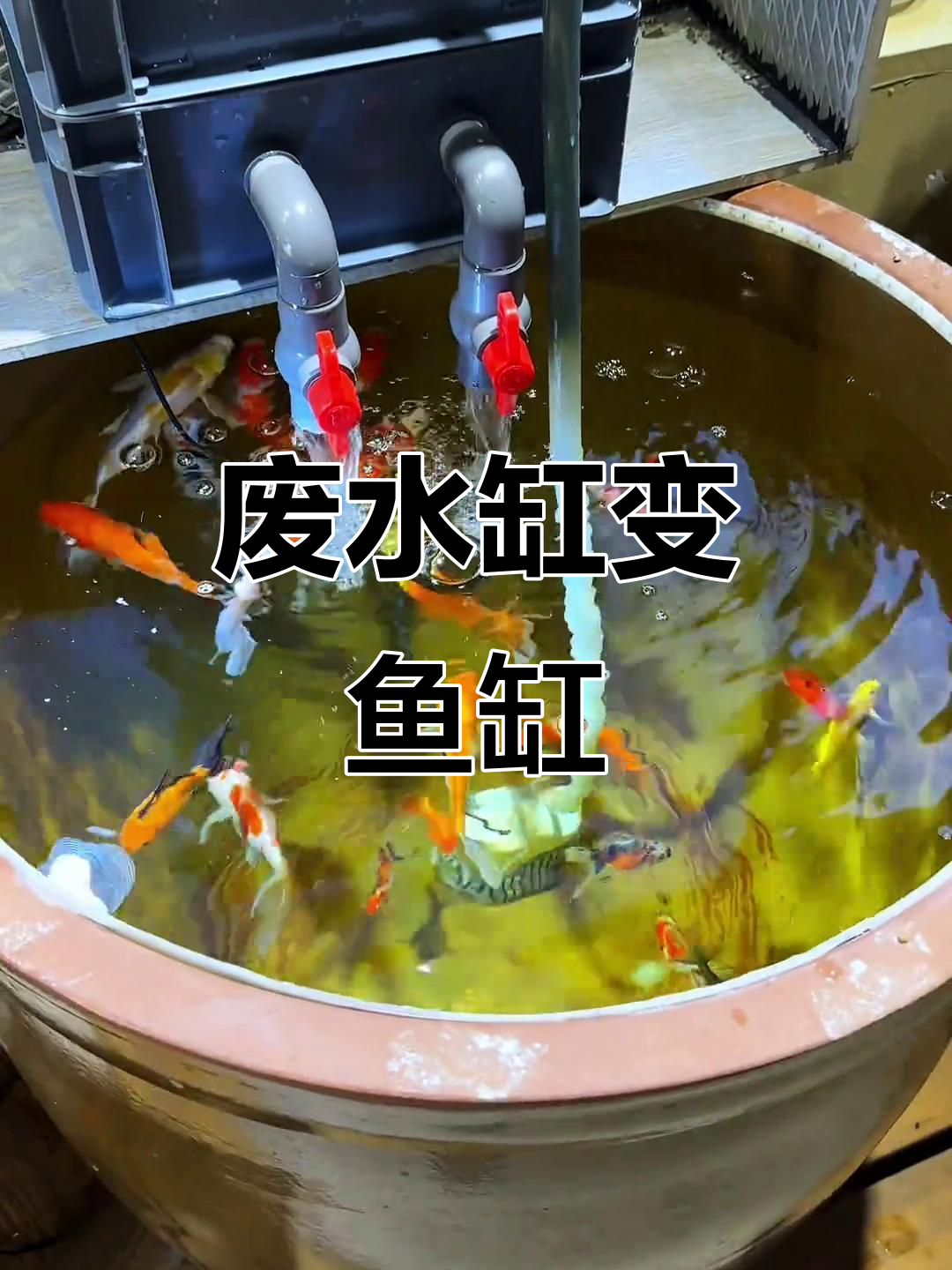 把废旧水缸变身鱼缸,清水养鱼乐趣多