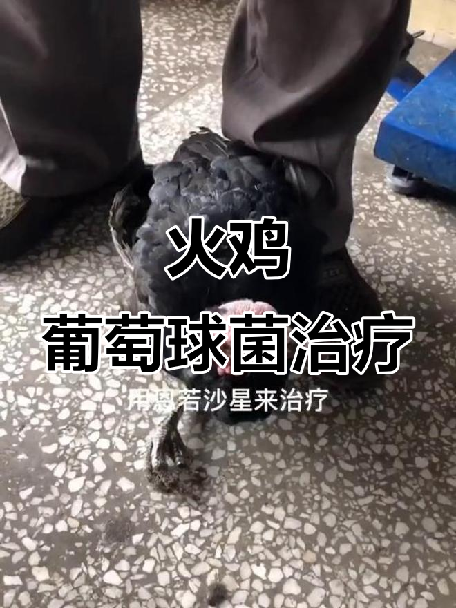 火鸡葡萄球菌感染症状与治疗方案