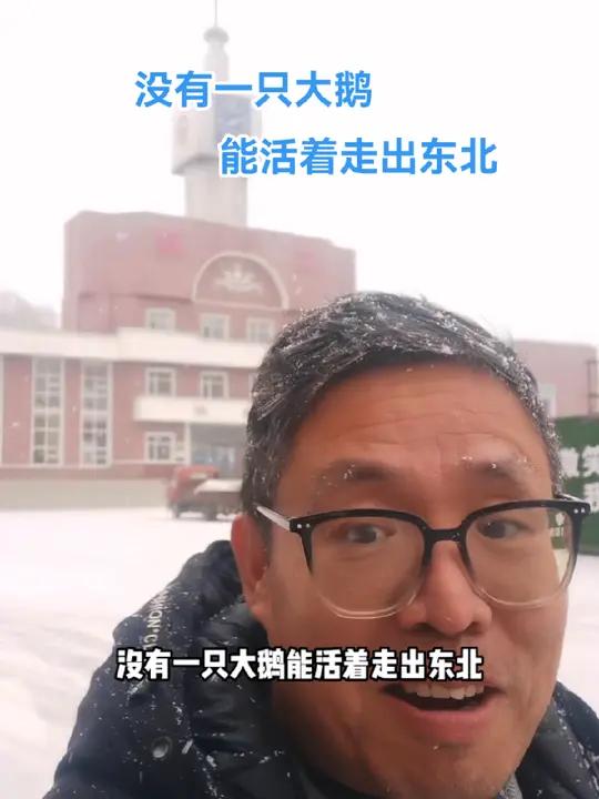 没有一只大鹅,能活着走出东北,有诗为证:春江水暖鸭先知,东北落雪鹅先死 东北大鹅 铁锅炖大