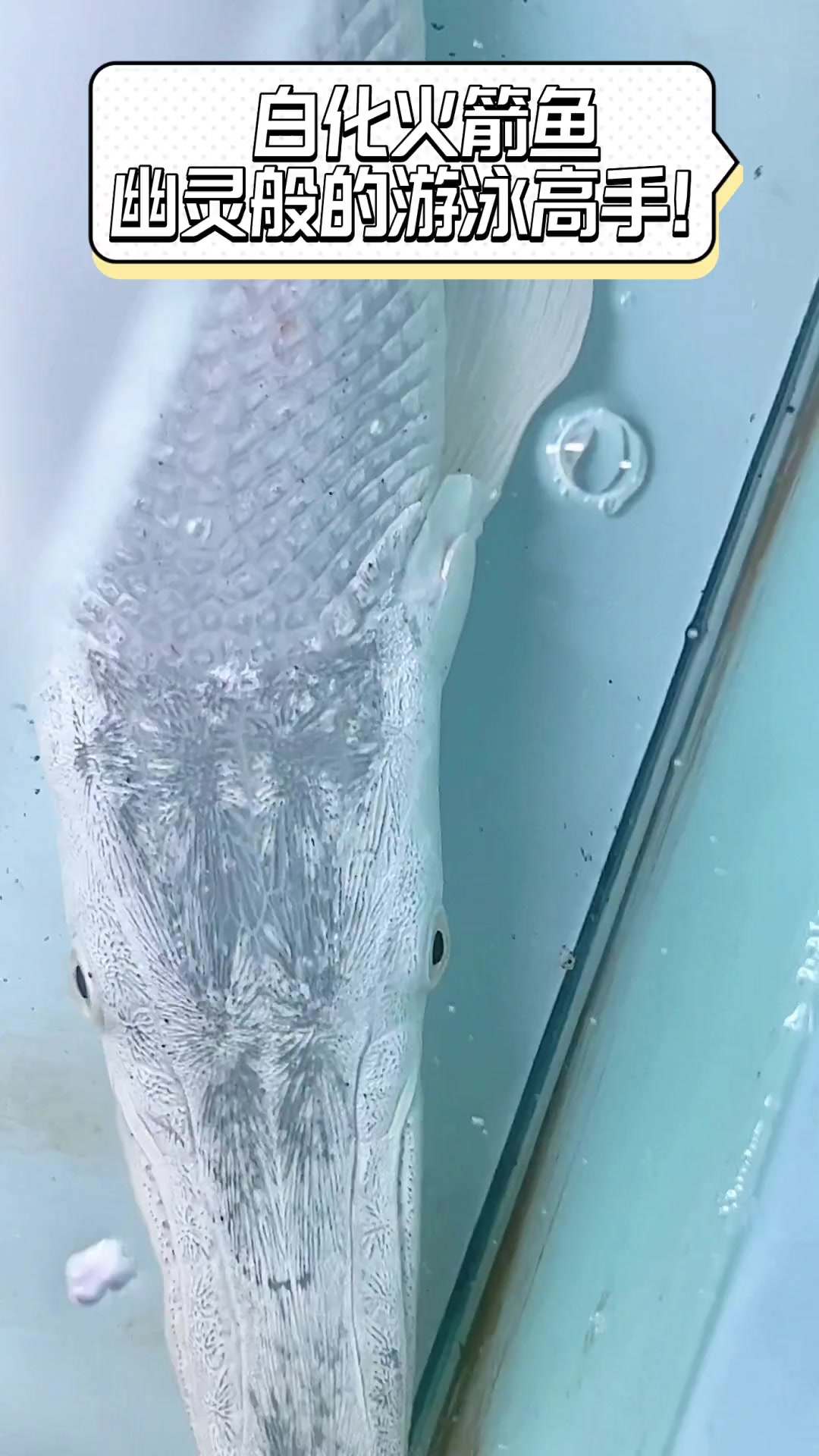 白化火箭鱼,幽灵般的游泳高手!