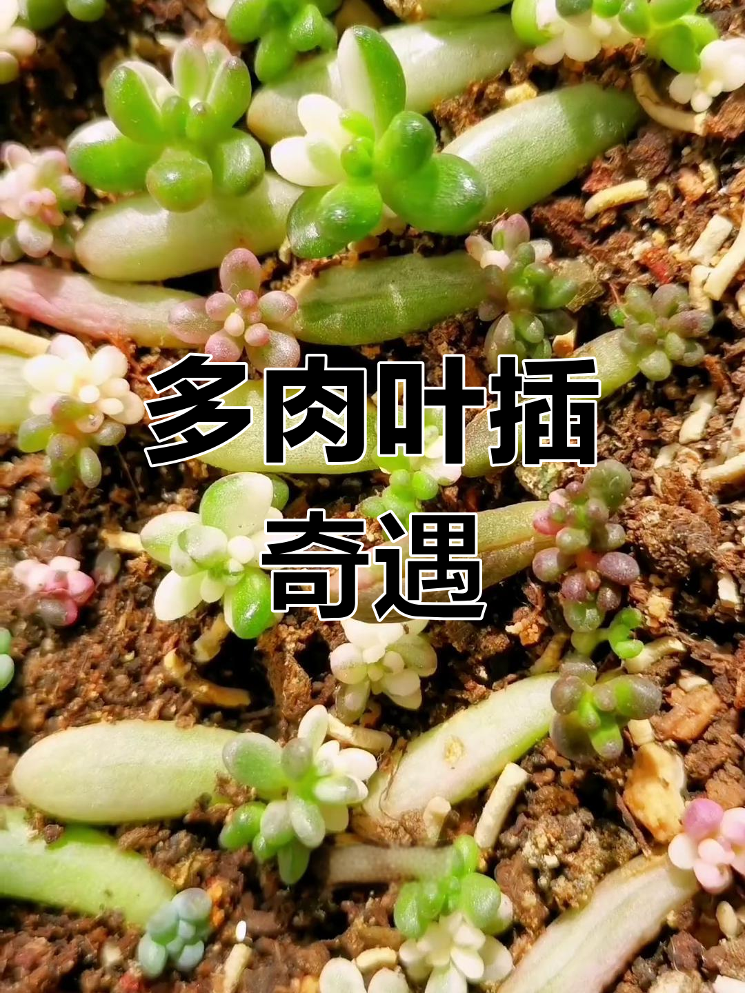 多肉叶插,惊喜连连!虹之玉锦展现不同形态