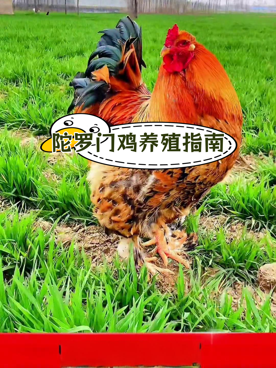 陀罗门鸡:土耳其巨型品种,适合全家饲养
