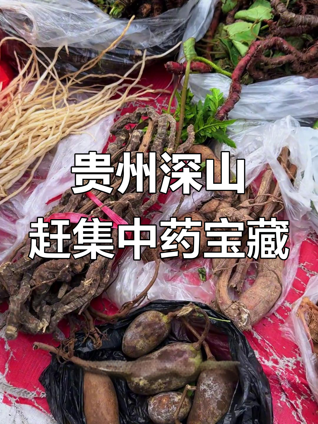 贵州深山集市上的野生珍品,罕见药材一网打尽