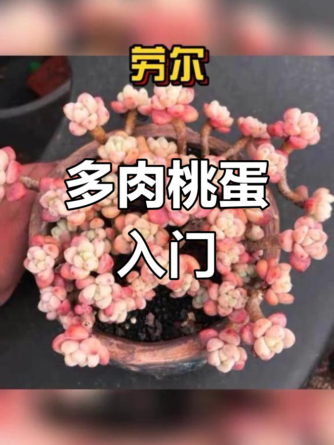 十种可爱少女心多肉推荐