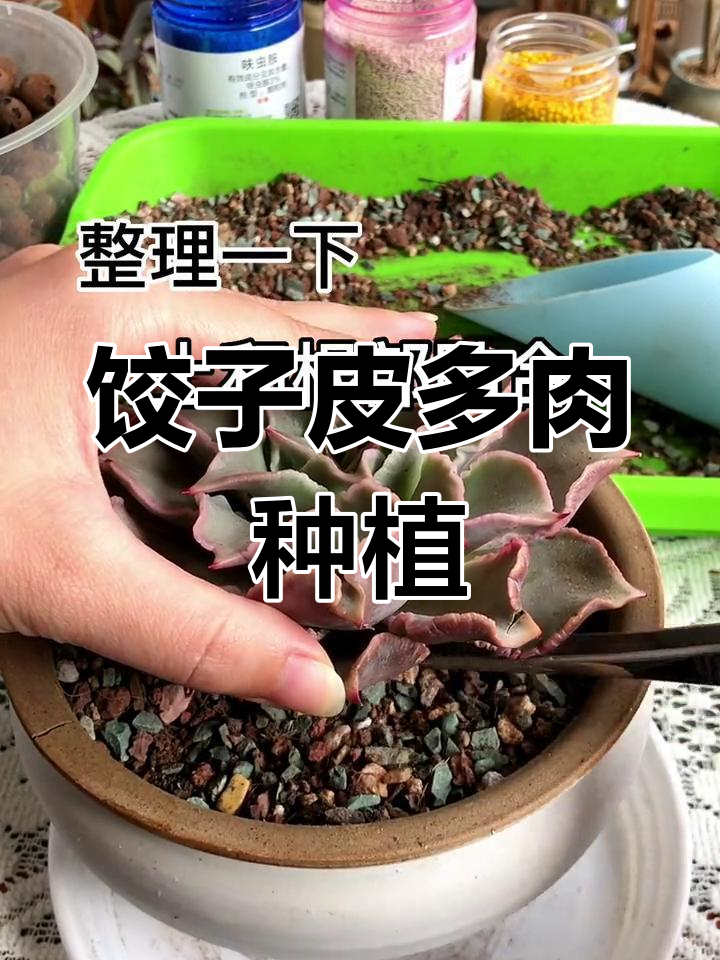 多肉植物养护技巧:饺子皮上盆