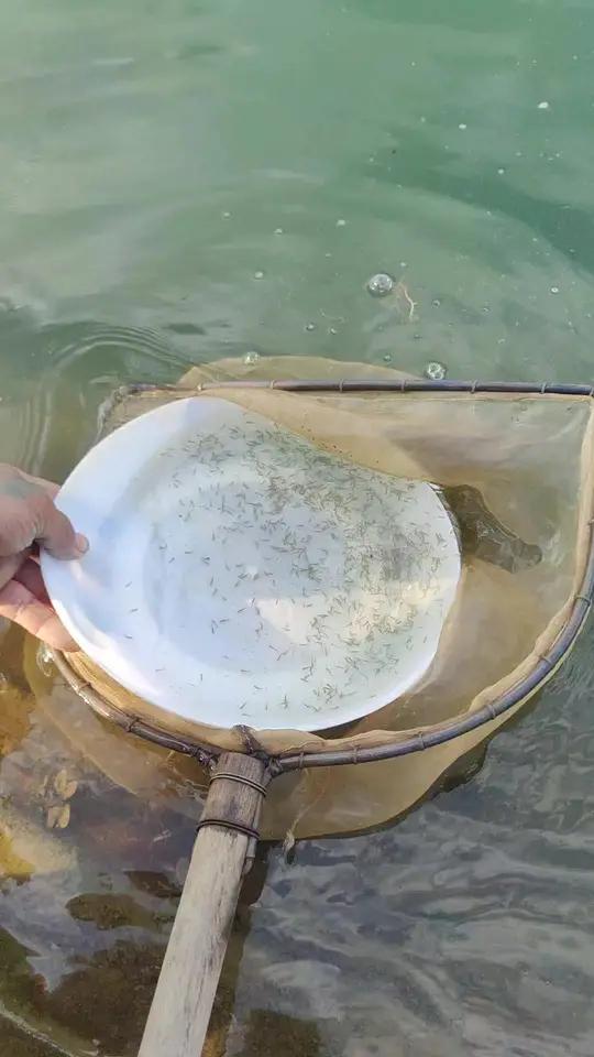 鲮鱼 鳜鱼 桂花鱼 气泡病 pH