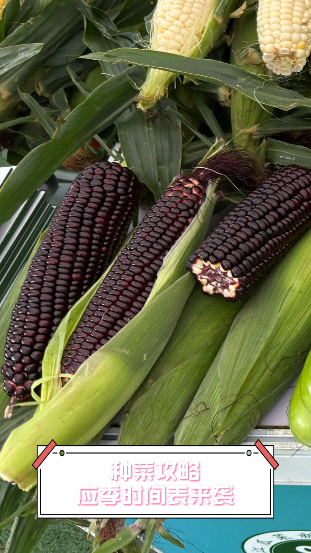 种菜攻略,应季时间表来袭