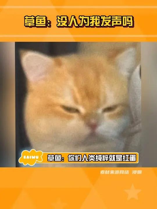 草鱼：好吃。人类：好吃！