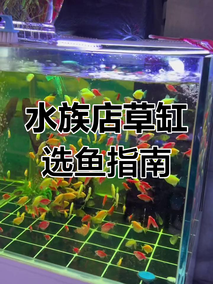 深圳水族店草缸适合的鱼种推荐,神仙、黑尾大公等都在其中