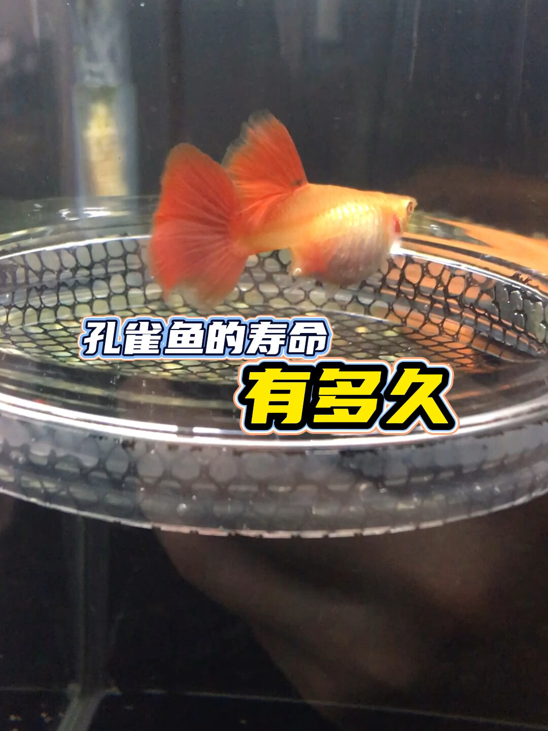 孔雀鱼的寿命有多久