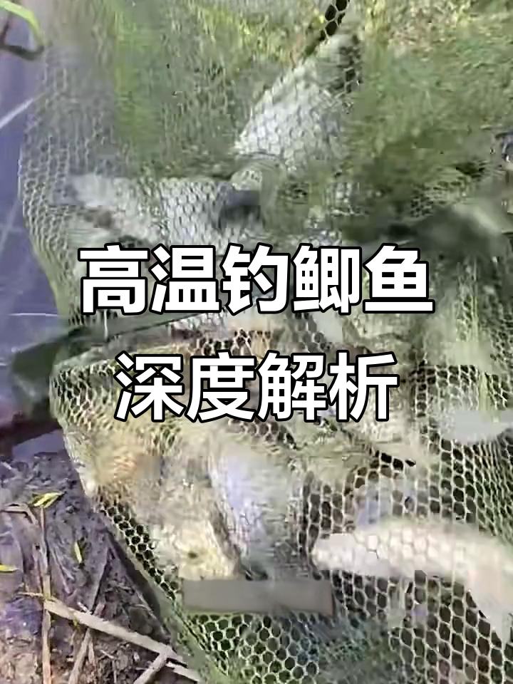 夏季高温钓鲫鱼,水深多少最合适?