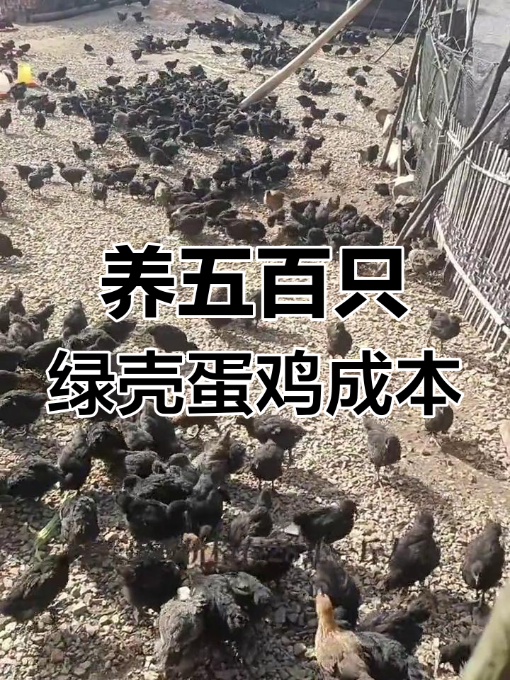 养殖绿壳蛋鸡的成本与利润分析:500只规模效益揭秘