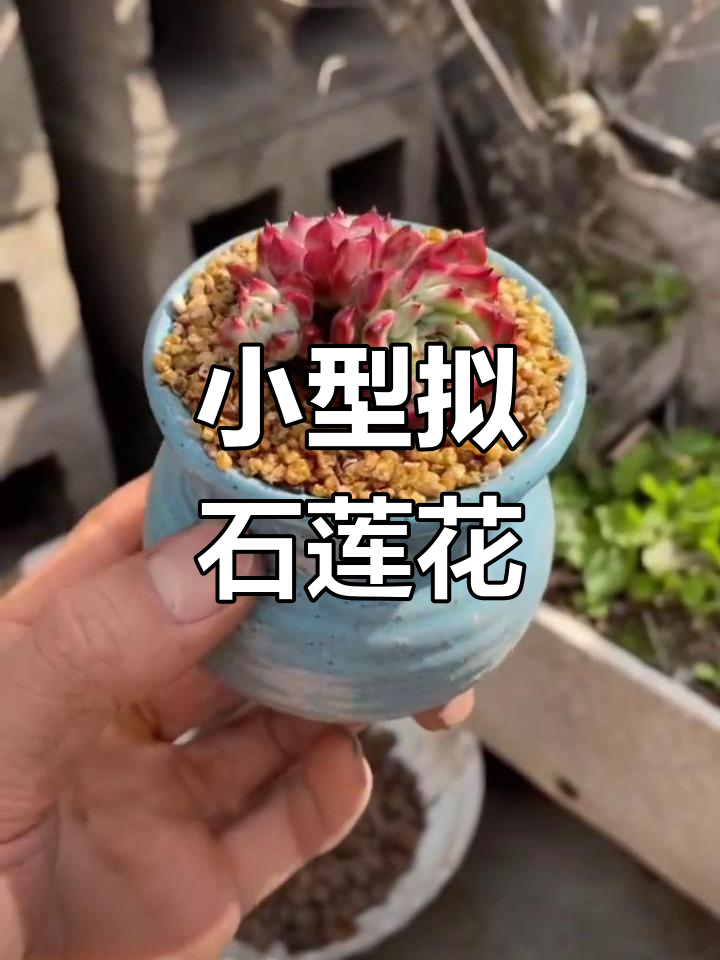 沙罗姬牡丹多肉养护技巧