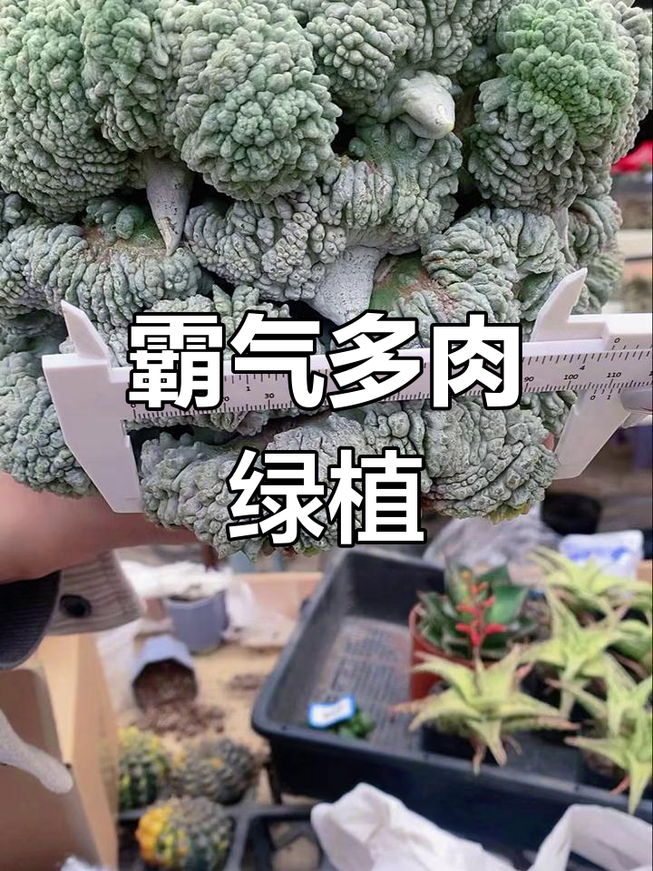 怒涛岩牡丹,霸气十足的多肉植物