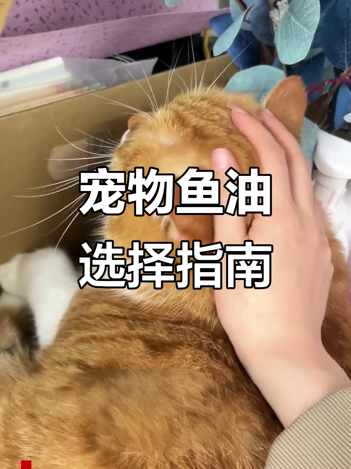 如何挑选鱼油?宠威森高纯度欧米茄三值得选