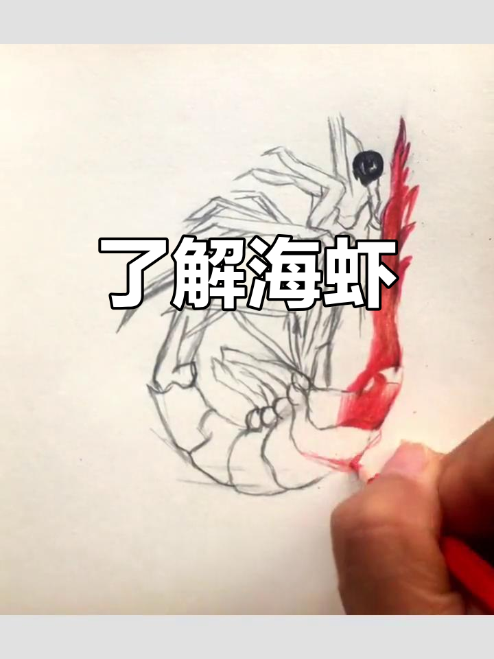 海虾的形态特征与种类解析